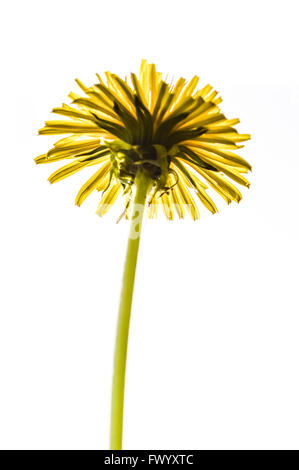 Löwenzahn Blume isoliert auf weißem Hintergrund - niedrigen Winkel Ansicht Stockfoto