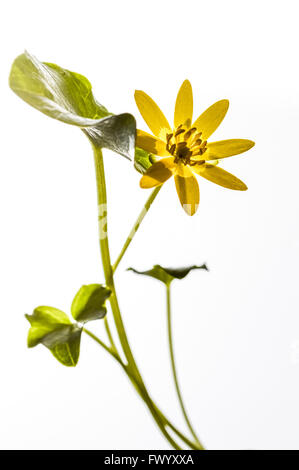 Marsh Marigold (Caltha Palustris) - Blumen und Blätter Stockfoto