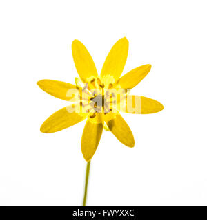 Marsh Marigold (Caltha Palustris) - Frontansicht Stockfoto