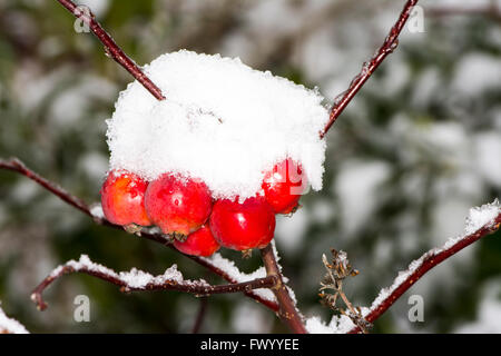 Die Reifen Äpfel bedeckt mit Schnee - selektiven Fokus eingefroren Stockfoto