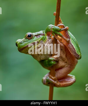 Der Europäische Laubfrosch (Hyla Arborea) hängen an einem Strohhalm hautnah Stockfoto