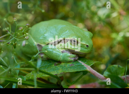 Nahaufnahme der Europäische Laubfrosch (Hyla Arborea) sitzt auf einem grünen Blatt Stockfoto