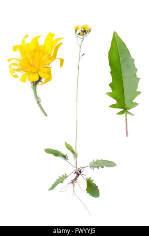 Crepis Paludosa mit Details von Blatt und Blüte neben isoliert auf weißem Hintergrund. Stockfoto