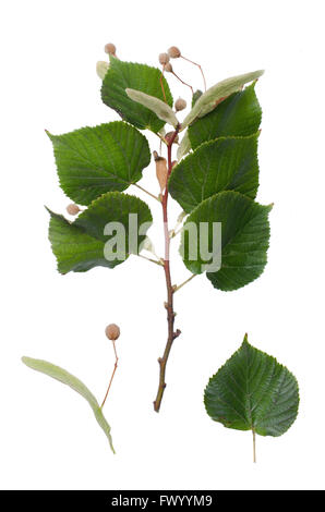 Lindenholz Zweig und Detail des Blattes isoliert auf weißem Hintergrund. Stockfoto