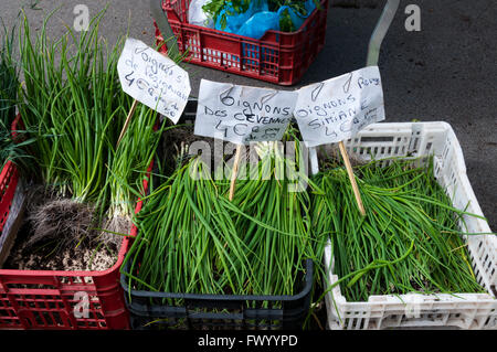 Zwiebel setzt auf Béziers Blumenmarkt in Frankreich zu verkaufen.  Rot Simiane Vielfalt, Cevennen süßen Zwiebeln und Oignons de Lézignan. Stockfoto