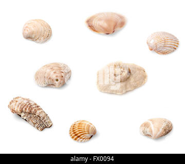 Satz von acht Muscheln isoliert auf weißem Hintergrund. Stockfoto