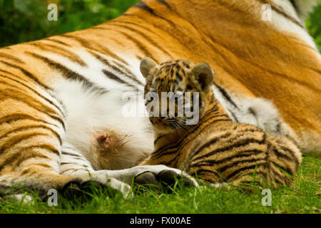 Sibirischen/Amur-Tiger (Panthera Tigris Altaica)-Cub Fütterung von Mutter Stockfoto