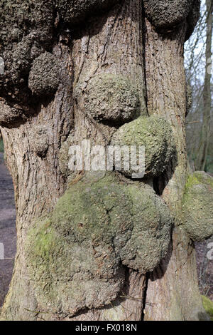 Wachstum auf einem Baum Stockfoto