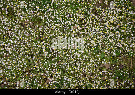 Blumenbeet des gemeinsamen Gänseblümchen, Bellis Perennis, Spanien. Stockfoto