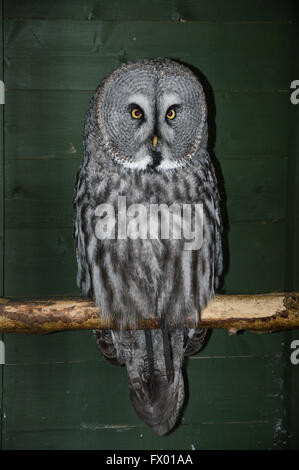 ein großen grau-Eule nächtliche Jagd Raubvogel gerichtete Kamera sitzt auf einem Log Barsch in Gefangenschaft Stockfoto