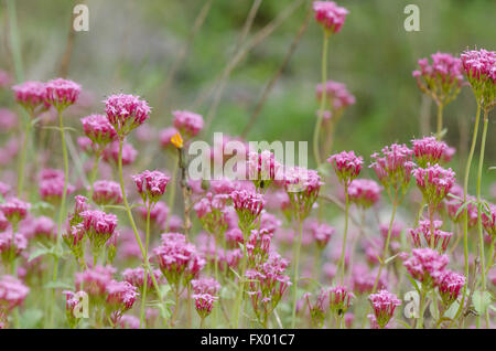 Lange-angespornt Baldrian Centranthus Macrosiphon, mediterrane Wildpflanzen im Frühjahr Feld. Andalusien, Spanien. Stockfoto