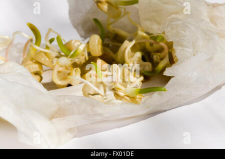 Maissaatgut, Kerne, keimten, sprießen in feuchten Papiertuch. Stockfoto