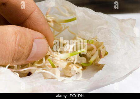 Hand hält Maiskorn, Samen, Körner, gekeimt, sprießen in feuchten Papiertuch. Stockfoto