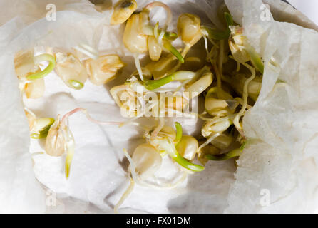 Maissaatgut, Kerne, keimten, sprießen in feuchten Papiertuch. Stockfoto