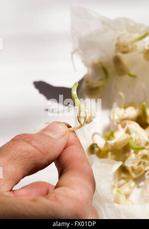 Hand hält Maiskorn, Samen, Körner, gekeimt, sprießen in feuchten Papiertuch. Stockfoto