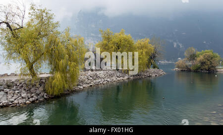 Weiden am Ufer in Riva del Garda Stockfoto