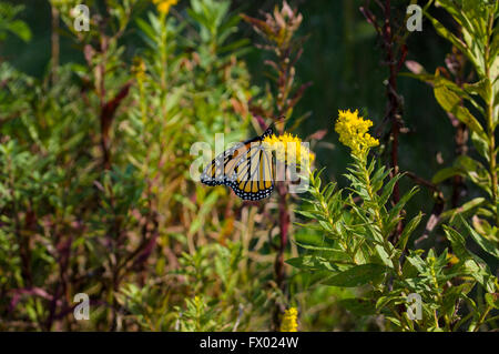 Monarchfalter (Danaus Plexippus) vor der Migration im September von Canada.The gezeigt Bild ist aus dem natürlichen Lebensraum. Stockfoto