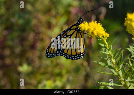 Monarchfalter (Danaus Plexippus) vor der Migration im September von Canada.The gezeigt Bild ist aus dem natürlichen Lebensraum. Stockfoto