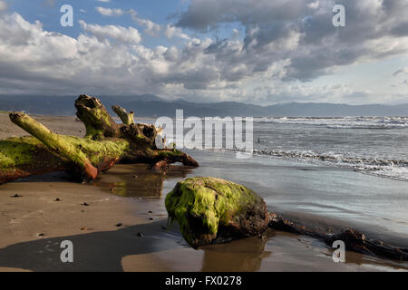 Baum Treibholz in Algen am Strand von Nuevo Vallarta Mexiko bedeckt Stockfoto