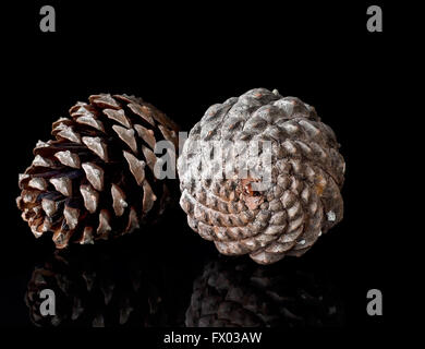 Große Zapfen, Seite beleuchtet. Fibonacci. Auf glänzenden Schwarz. Stockfoto