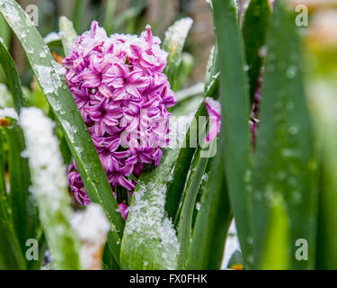 Pennsylvania, USA. 9. April 2016. Schnee fällt auf Frühling Blumen in Swarthmore und Medien Pennsylvania; außerhalb von Philadelphia entfernt. Credit: Don Mennig/Alamy leben Nachrichten Stockfoto