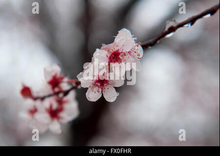 Pink cherry tree blossoms - Schnee fällt auf Frühling Blumen und Kirschbäume in Swarthmore und Medien Pennsylvania; außerhalb von Philadelphia entfernt. | Cherry sakura Blüten | Kirschbaum Blumen | Schnee und Blumen | Credit: Don Mennig/Alamy leben Nachrichten Stockfoto