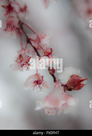 Pink cherry tree blossoms - Schnee fällt auf Frühling Blumen und Kirschbäume in Swarthmore und Medien Pennsylvania; außerhalb von Philadelphia entfernt. | Cherry sakura Blüten | Kirschbaum Blumen | Schnee und Blumen | Credit: Don Mennig/Alamy leben Nachrichten Stockfoto