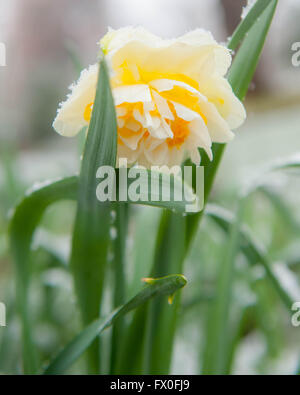 Pennsylvania, USA. 9. April 2016. Schnee fällt auf Frühling Blumen in Swarthmore und Medien Pennsylvania; außerhalb von Philadelphia entfernt. Credit: Don Mennig/Alamy leben Nachrichten Stockfoto