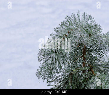 Gefrorene Eis bedeckt Tannennadeln auf weißem Schnee Hintergrund. Stockfoto