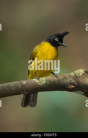 Schwarz-crested Bulbul (Pycnonotus Flaviventris) ist ein Mitglied der Bülbül-Familie der passerine Vögel. Es ist von der Ind gefunden. Stockfoto