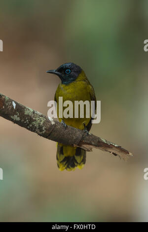 Black-headed Bulbul (Pycnonotus Atriceps) ist ein Mitglied der Bülbül-Familie der passerine Vögel. Es findet sich in den Wäldern in sou Stockfoto