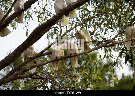 Freche komischen weißen australischen Corellas Licmetis eine Untergattung der weißen Kakadus (Cacatua Gattung) thront auf einem Kaugummi-Baum. Stockfoto