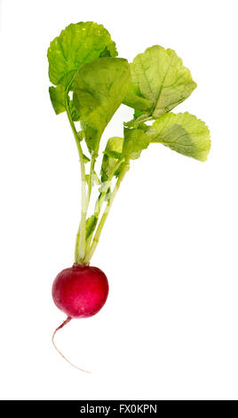 Frische Radieschen mit verlässt isolierten auf weißen Hintergrund Stockfoto