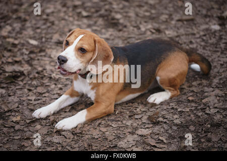 Beagle Hund Trikolore auf dem Boden liegend Stockfoto