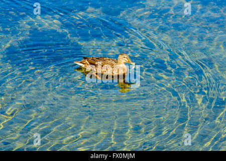 Weibliche Stockente Ente (Anas Platyrhynchos) Schwimmen im klaren Wasser mit einer Feder im Mund. Sie werden es wahrscheinlich als nestin verwenden Stockfoto
