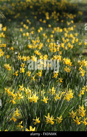 Narzissen im Frühjahr. Stockfoto