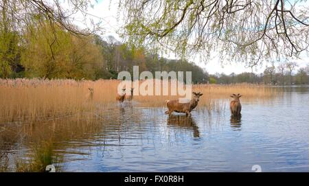 Red Deer running out of das Schilf im Wollaton park See Nottingham England uk Stockfoto