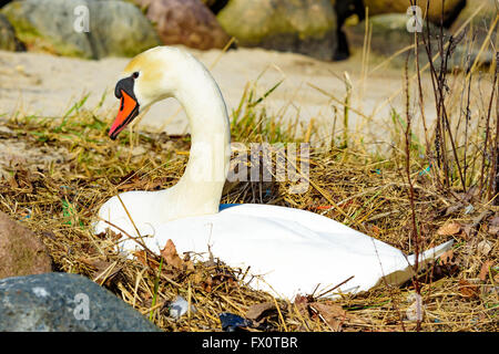 Wilde Höckerschwan (Cygnus Olor) auf ein Nest am Strand liegen. Von knapp hinter gesehen, wie es, Kopf oben aussieht. Stockfoto