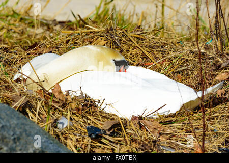 Wilde Höckerschwan (Cygnus Olor) auf ein Nest am Strand liegen. Von der Seite gesehen, wie es ruht seinen Kopf auf den Rücken, einschläft, Schnabel Stockfoto