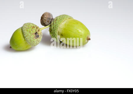 Zwei grüne unreife Eicheln isoliert auf weißem Hintergrund. Stockfoto