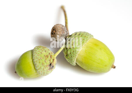 Zwei grüne unreife Eicheln isoliert auf weißem Hintergrund. Stockfoto