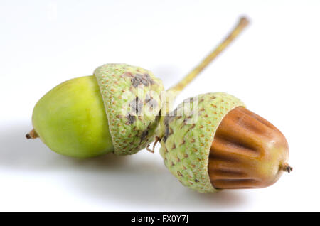 Weiße und braune Eicheln isoliert auf weißem Hintergrund. Stockfoto