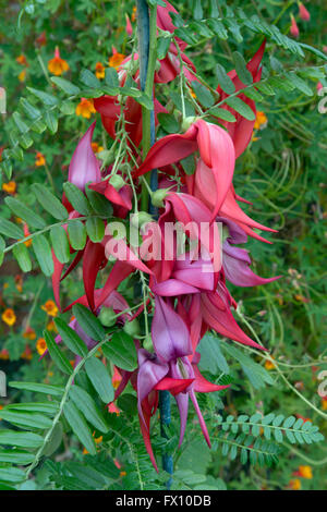 Clianthus Puniceus Kaka König Stockfoto