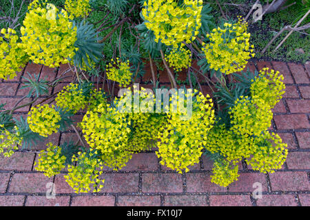 Euphorbia Characias Subspecies Wulfenii Wolfsmilch im Garten mit Ziegelsteinweg Stockfoto