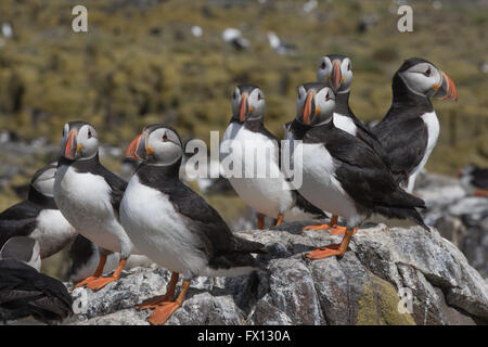 Eine Gruppe von Papageitaucher auf den Felsen eines der Farne Islands, Großbritannien Stockfoto