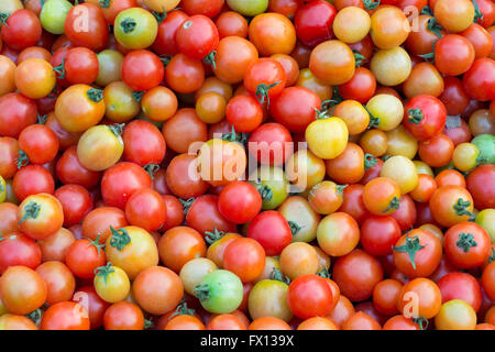 Gruppe von frischen Tomaten Stockfoto