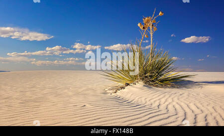 Zwei Yucca Pflanzen sitzen auf einem eine wellige Sanddüne in White Sands National Monument in New Mexiko Stockfoto