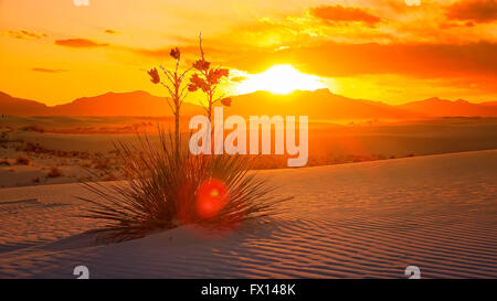 Ein schöner Sonnenuntergang eine Yucca Pflanze auf den Sanddünen im White Sands National Monument in New Mexiko Stockfoto