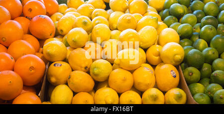 Orangen, Zitronen und Limetten sind auf dem St. Lawrence Market zu sehen Stockfoto