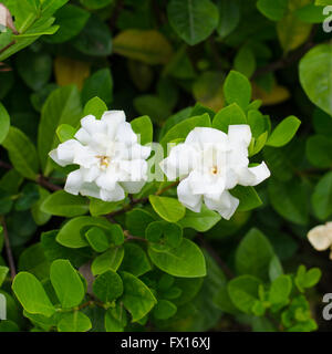 Gardenia jasminoides Stockfoto